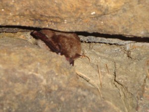 Fledermaus 1